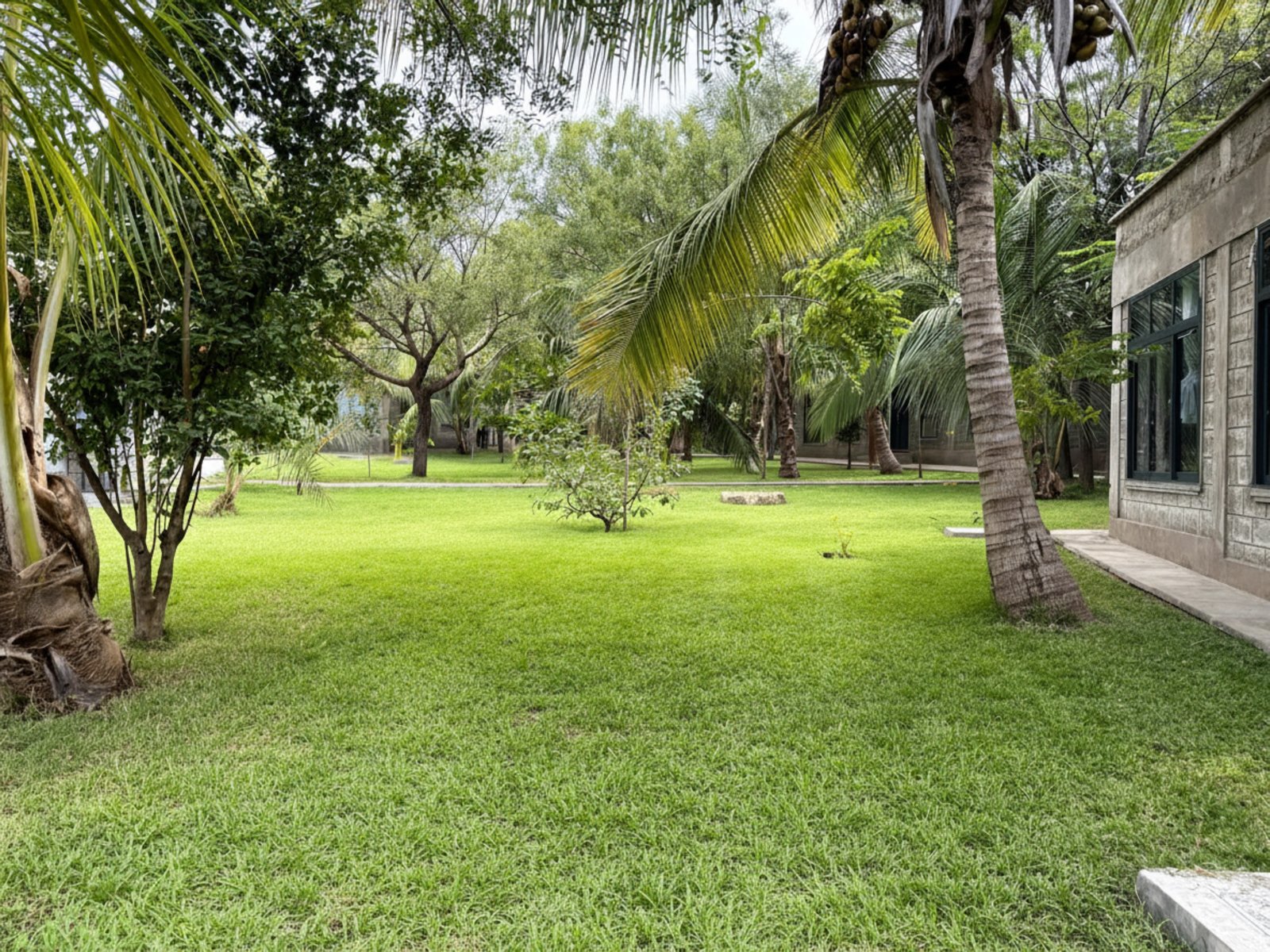 Palm-shaded lawn at Nagira in the early morning